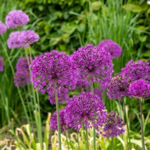 Allium Purple Sensation en Mélange (x20)