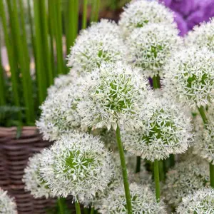 Allium Mount Everest (x1)