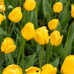 Tulipe Golden Apeldoorn (x8)