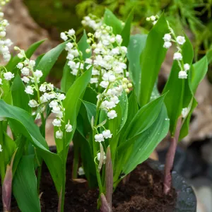 Muguet Convallaria Majalis (x5)