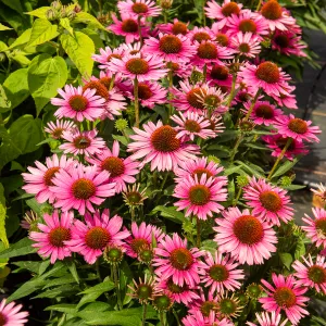 Echinacée Purpurea Rose (x5)