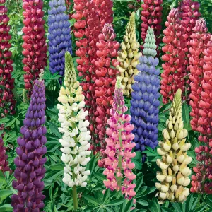 Lupin en Mélange (x5)