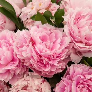 Pivoine De Chine Sarah Bernhardt (x1)