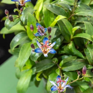 Lis des Crapauds Tricytris Blue Wonder (x1)