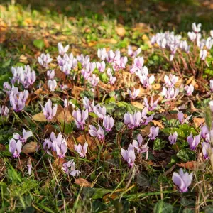 Cyclamen de Naples (x2)