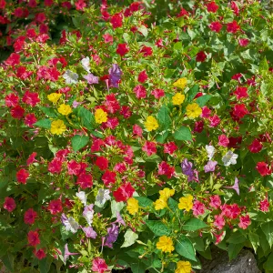 Belles de nuit Mirabilis Jalapa en Mélange (x3)