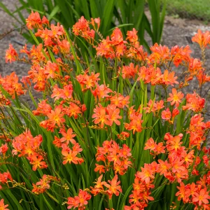Montbrétia Crocosmia Orange (x20)