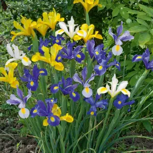 Iris de Hollande en Mélange (x15)