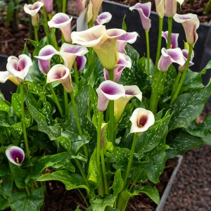 Arum Zantedeschia Picasso (x1)