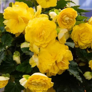 Bégonia Grande fleur jaune (x3)