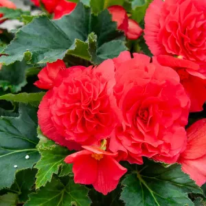 Bégonia Grande fleur rouge (x3)