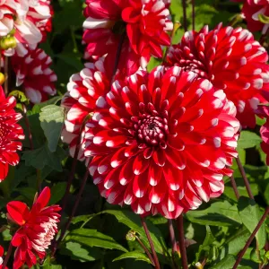 Dahlia Décoratif nain Little Tiger (x1)