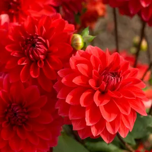 Dahlia Décoratif nain Heatwave (x1)