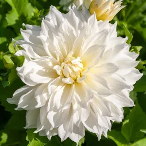 Dahlia décoratif à fleur géante Fleurel XXL (x1)