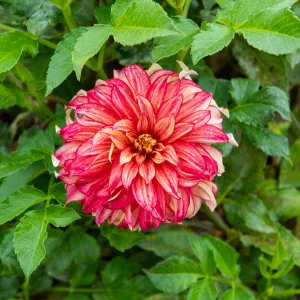 Dahlia décoratif à fleur géante Lady Darlene XXL (x1)