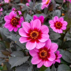Dahlia Fleur Simple Wink (x1)