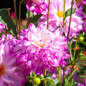 Dahlia décoratif à fleur géante Who Dun It XXL (x1)