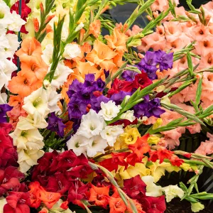 Glaïeuls Grande Fleur en Mélange (x25)