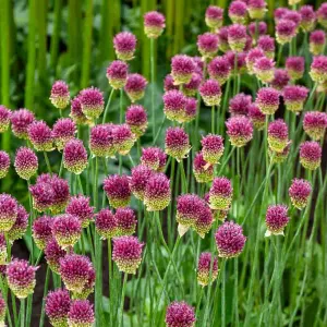 Allium Sphaerocephalon (x30)