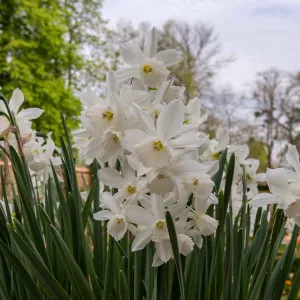 Narcisse Thalia (x6)