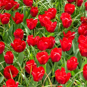 Tulipe Triomphe Seadov