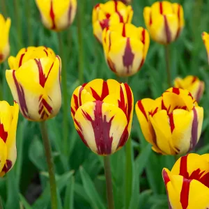Tulipe Triomphe Helmar