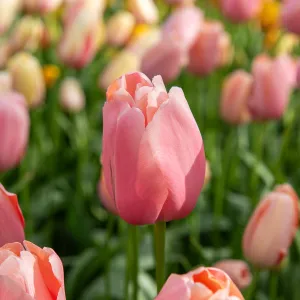 Tulipe Simple Tardive Menton