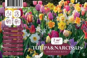 Tulipes et Narcisses en mélange (x50)