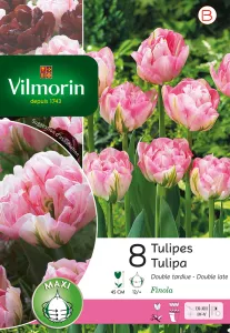 Tulipe Finola Double Tardive (x8)