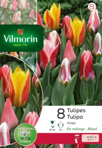 Tulipe Greigii en Mélange (x8)