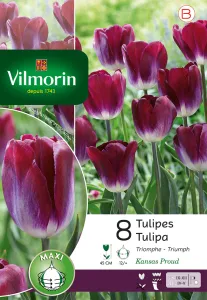 Tulipe Triomphe Kansas (x8)