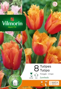 Tulipe Lambada (x8)