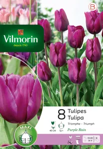 Tulipe Triomphe Purple Rain (x8)