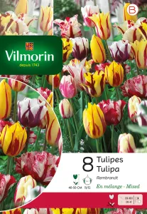 Tulipe Rembrandt en Mélange (x8)