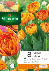Tulipe Double Tardive Sunlover (x8)