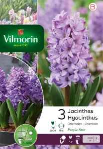 Jacinthe Purple Star (x3)