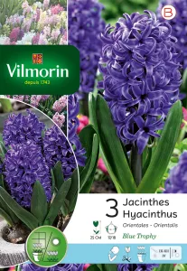 Jacinthe Blue Trophy (x3)