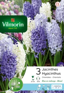 Jacinthe Bleue En Mélange (x3)