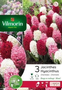 Jacinthe Rouge En Mélange (x3)