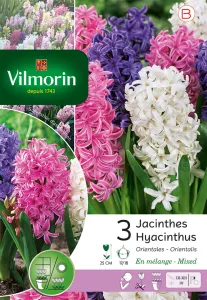 Jacinthe Orientale en Mélange (x3)