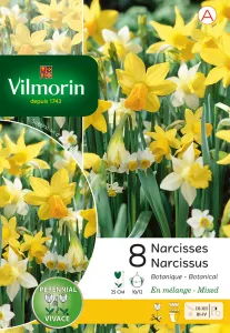 Narcisse Botanique en Mélange (x8)