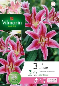 Lys Stargazer (x3)