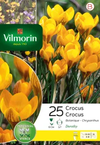 Crocus Dorothy (x25)