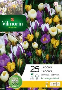 Crocus Botanique en Mélange (x25)
