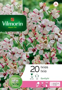 Ixia Spotlight (x20)