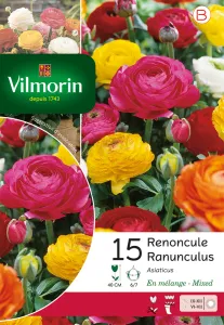 Renoncule en Mélange (x15)