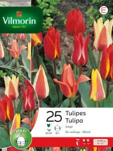 Tulipe Greigii en Mélange (x25)
