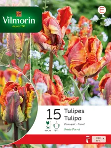 Tulipe Rasta Parrot (x15)