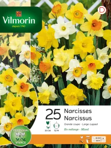 Narcisse Grande Fleur en Mélange (x25)
