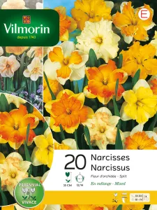 Narcisse Fleur D'Orchidée en Mélange (x20)